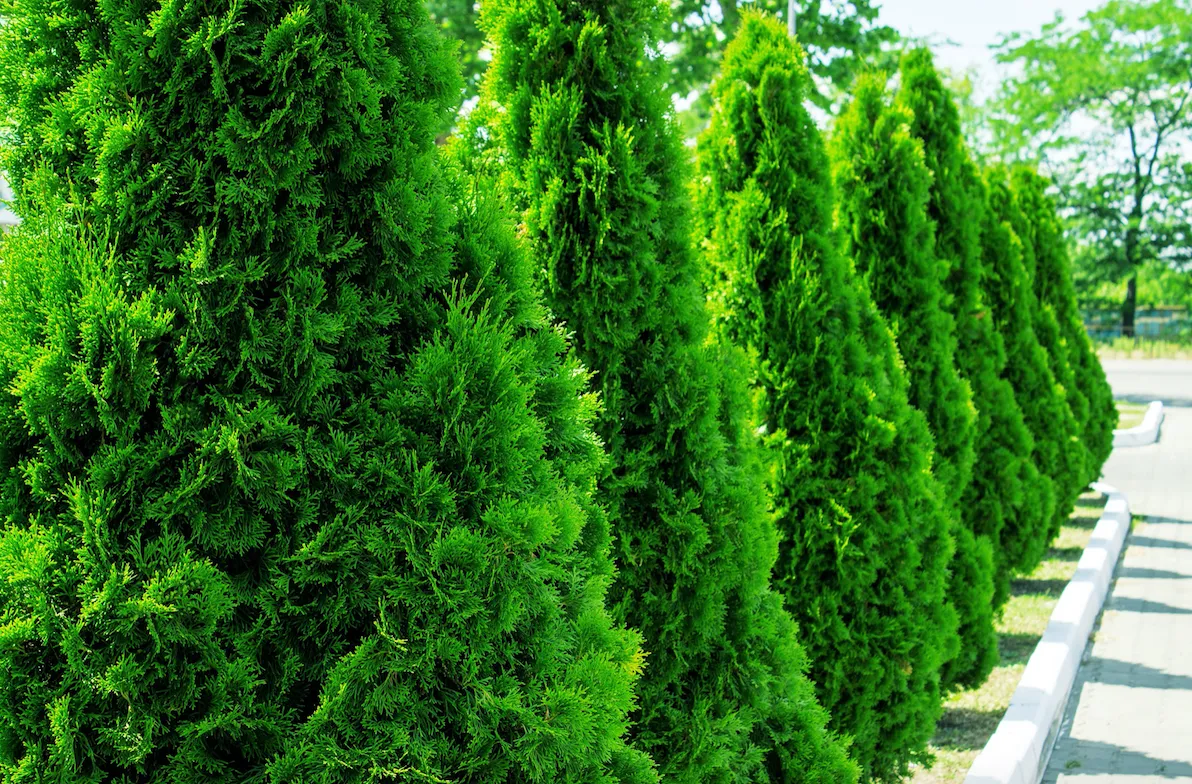 コレクション Suburbia suite : evergreen review Suburbia Suite; Evergreen Review ep[アナログシングル] - ヴァリアス